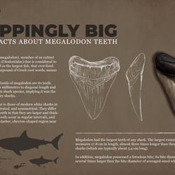 Megalodon Teeth