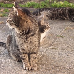 cats 3