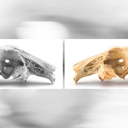 scull