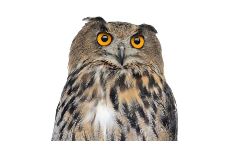 Owl Design GmbH