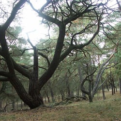 nature