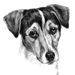 Russell Terrier, 2018