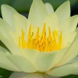Blumenbild (46 von 60)