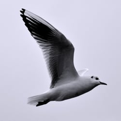Flügelschlag