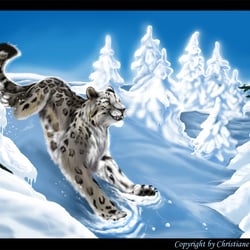 Schneeleopard