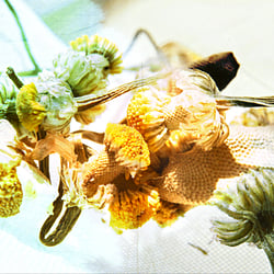Βoτανα – Herbs- Kräuter – Gewürze- Fotoübungen Jun. 2017