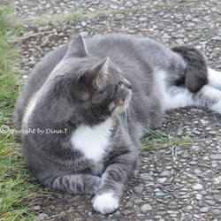 CAT AUG 2014