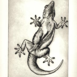 Gecko (Radierung)