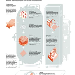 In Vitro Fleisch – Capital