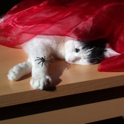 Bastet Experience in RED