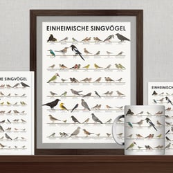 Schautafel Heimische Singvögel