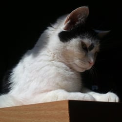 Bastet is Angry..