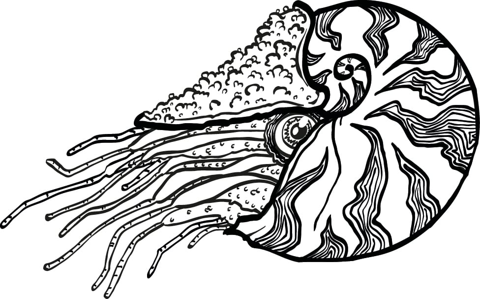Nautilus 002