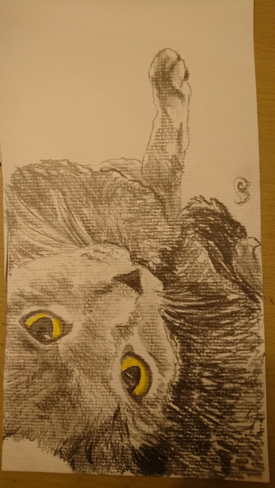 Katzen sind wirklich süß