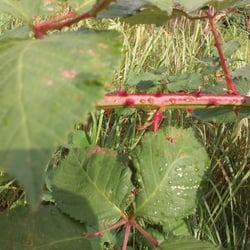 Natur 2012