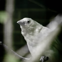Animalisch gut