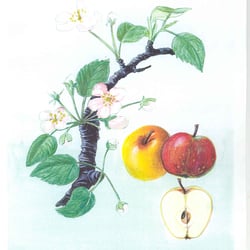 Apfelbaum