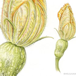 Butternusskürbis – Farbstift und Graphit