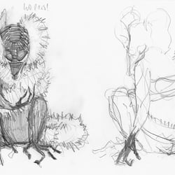 Vari (eine Art Lemur)