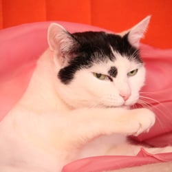 Bastet the Cat 2012 Teil 03