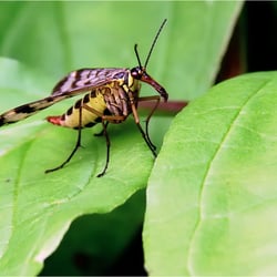 eine Eintagsfliege