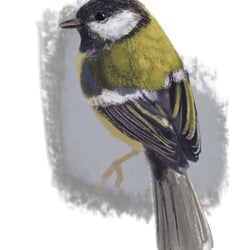 Kohlmeise || great tit