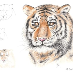Workshop Animal Portrait