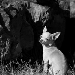 Hundeportraits