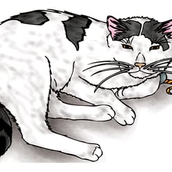 Katzen