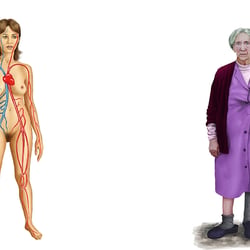 Ilustración científica del cuerpo humano
