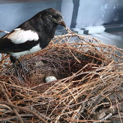 Elster mit Nest