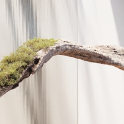 Overgrown  Branch