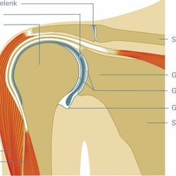 Schultergelenk. Illustration zu einem Gesundheitsratgeber. Stiftung Warentest