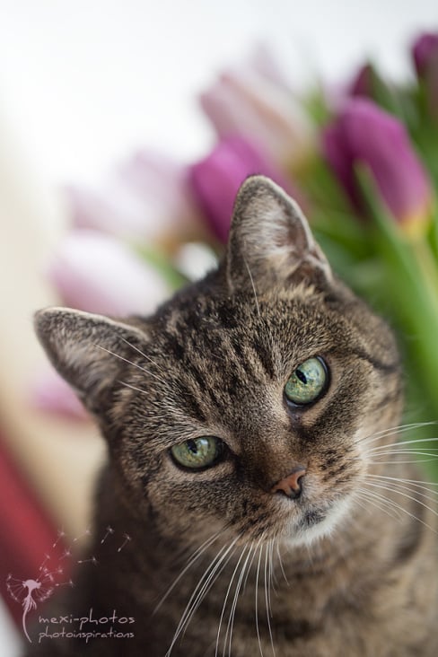 Katzenfotografie