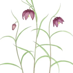 Schachbrettblume