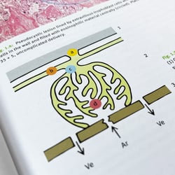 Medizinische Illustrationen