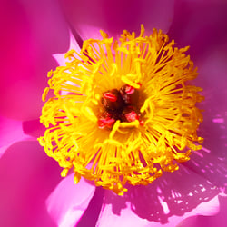 Pink flower