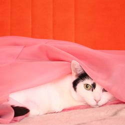 Bastet the Cat 2012 Teil 04