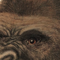 Gorilla, Detail