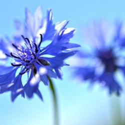 just flowers 03