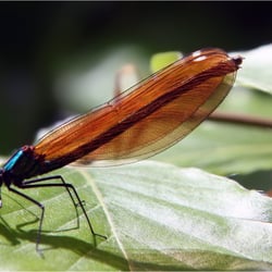 Libelle