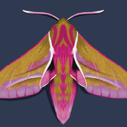 Elephant moth