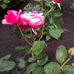 Natur 2012 Blumen Rosen
