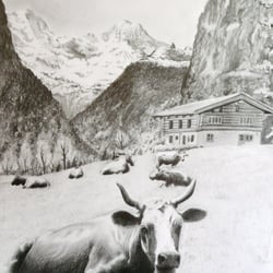 kuh vor breithorn