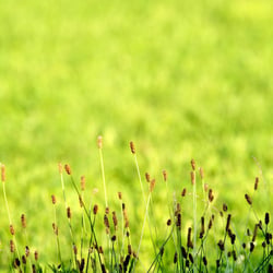 grassstalks