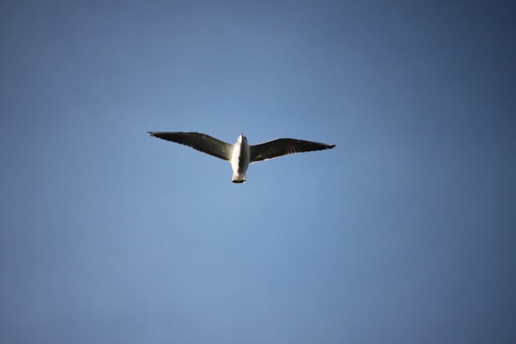 Photography 2012 Flight…