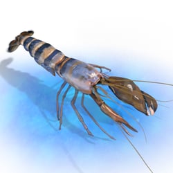 Snapping Shrimp