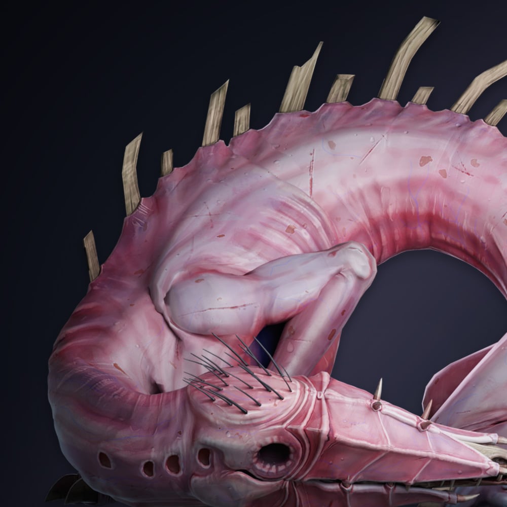 The Shrimp | Thumbnail
