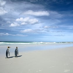 11-penguins-falklands