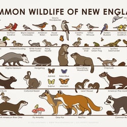 Common Wildlife of New England